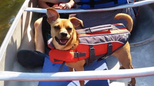 /Images/uploads/Love Connection Dog Rescue/LCDR/entries/23146.jpg
